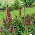 Lobelia speciosa 'Compliment rouge fonce'